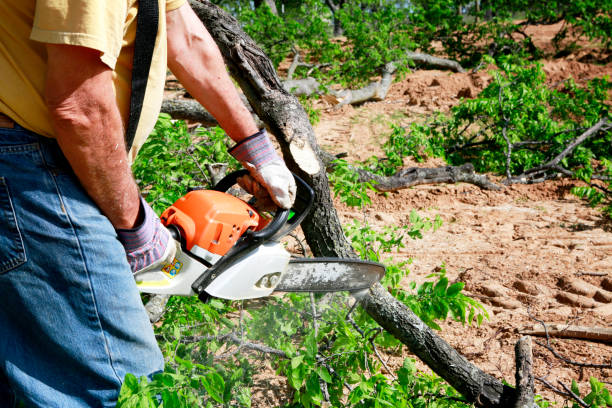 Best Storm Damage Tree Cleanup  in Hays, KS